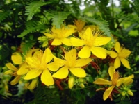 Sarı Kantaronun Yan Etkileri