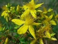 Yeşil Kantaron Kullanımı ve Faydaları Nelerdir?