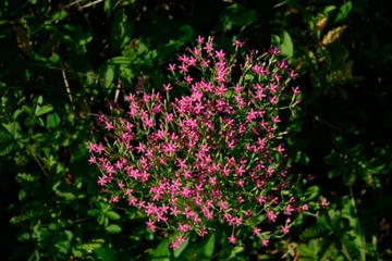 Kırmızı Kantaronun Faydaları Nelerdir?